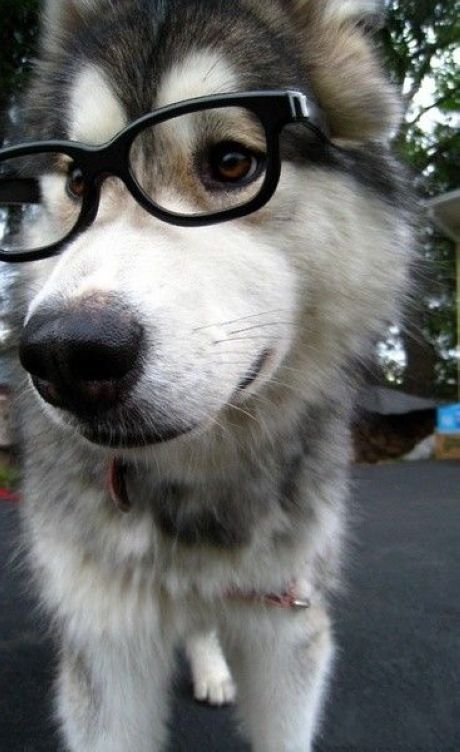 picture of trustywolf